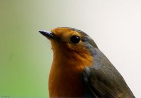Xurde Acebras